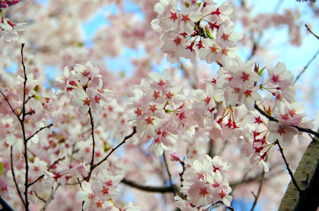 お家でお花見をしよう！美しい桜の盆栽を紹介！ – 3.GOODS