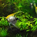 アクアリウム 我が家で使っている水槽用ledライト 水草育成に最適 3 Goods